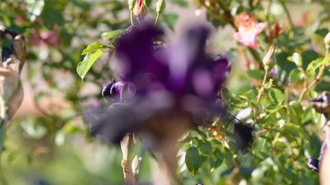 Purple flower close-up rack into focus Stock Footage 120750346