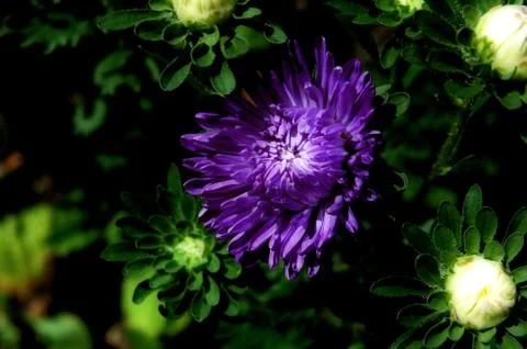 Purple Flower in Cornwall Stock Photos