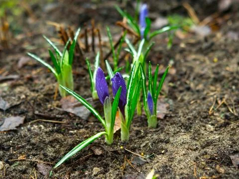 Purple flower crocus close up Stock Photos