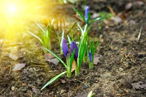 Purple flower crocus close up Stock Photos