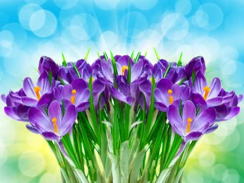 Purple flower crocus close up Foto stock