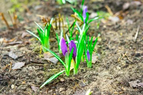 Purple flower crocus close up Stock Photos