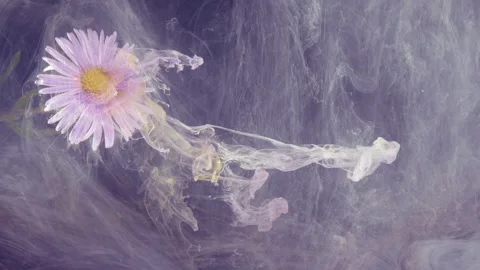 Purple flower with drifting translucent wisps Stock Footage 335127627