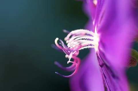 Purple flower in fall Stock Photos