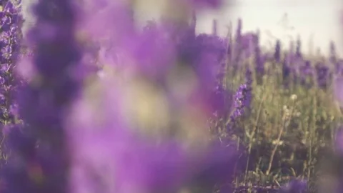 Purple flower field Stock Footage 79625452