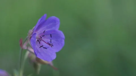 Purple flower in the field 스톡 동영상 151089174