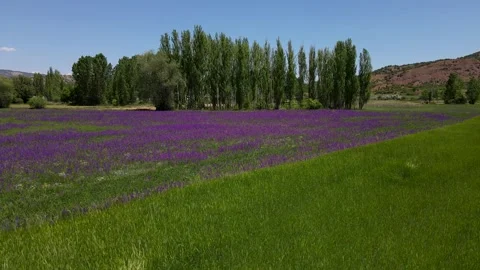 Purple Flower Field Stock Footage 331025707