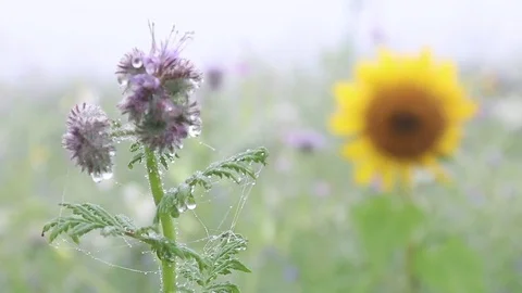 Purple flower of the fields and Stock Footage 83357051