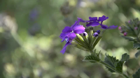 Purple flower - Fiore viola Stock Footage 34272224