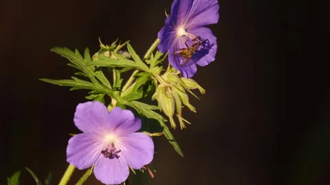 Purple flower with the fly Stock Footage 280603882