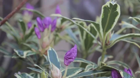 PURPLE FLOWER FOCUS PULL HD 動画素材 42553037