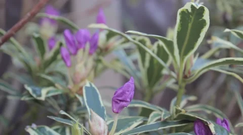 Purple Flower Focus Pull HD 動画素材 42553232