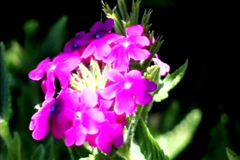 Purple Flower Stock Footage 264147