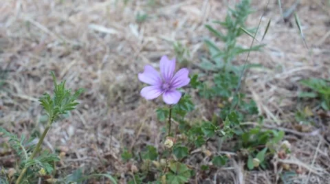 Purple Flower Video stock 8567927