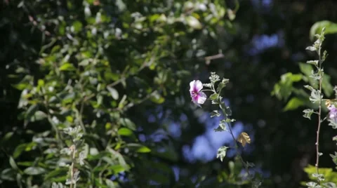The Purple Flower Stock Footage 8571134