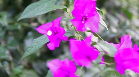Purple Flower Stock Footage 8976087