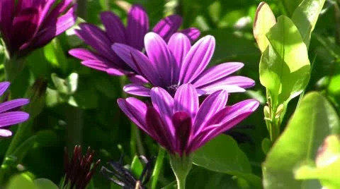 Purple flower Stock Footage 8999072