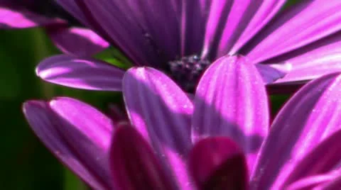 Purple flower Stock Footage 10585948