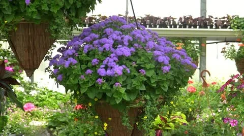 Purple Flower 스톡 동영상 10973585