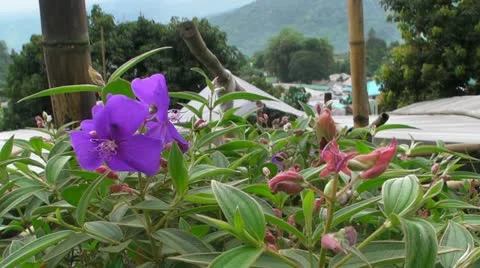 Purple Flower Video stock 11271309