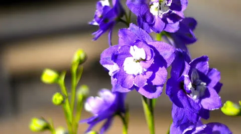 Purple Flower Video stock 25631664
