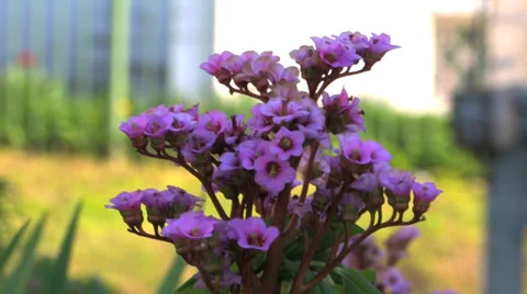 Purple flower Stock Footage 38586160