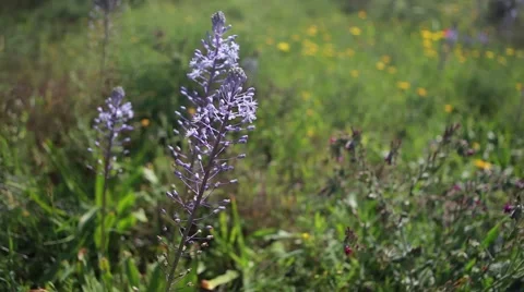 Purple flower Video stock 40754778