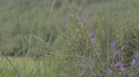 Purple flower Stock Footage 43865280