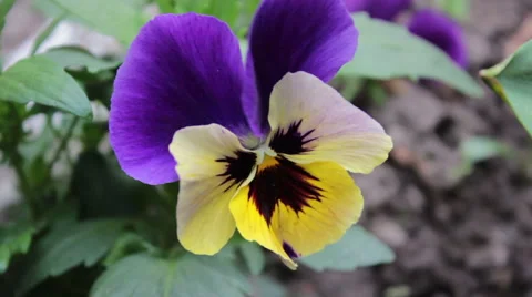 Purple Flower Stock-Footage 49996929
