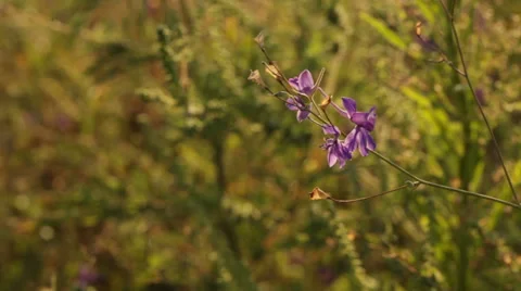 Purple flower Stock Footage 54807643