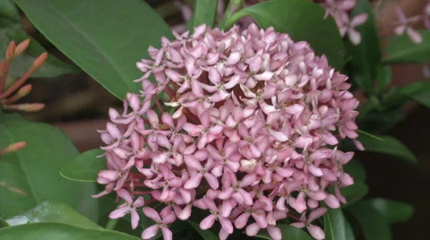 Purple Flower Stock Footage 57933487