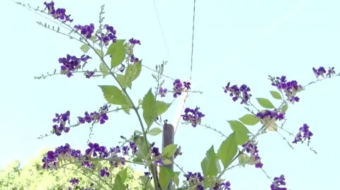 Purple flower Stock Footage 68971222