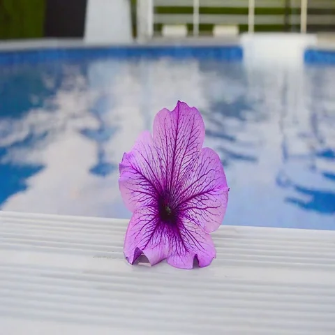 Purple flower Video stock 69515740