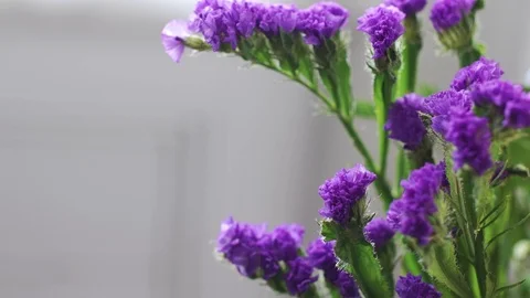 Purple Flower 動画素材 71549816