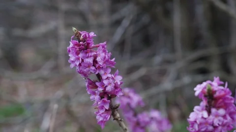 Purple Flower Video stock 75325998