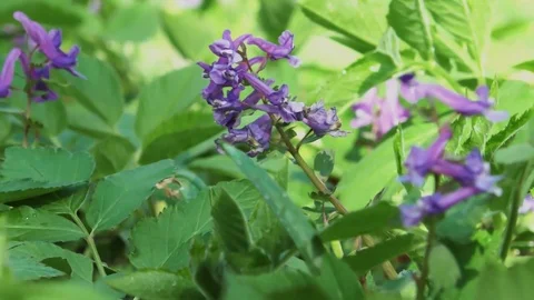 Purple flower Stock Footage 75373157
