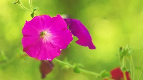 A purple flower. 動画素材 78108853