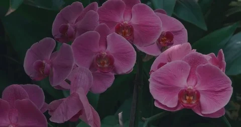 Purple Flower Stock Footage 79776801