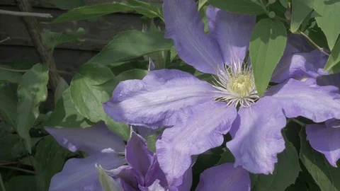 Purple Flower 스톡 동영상 90545982