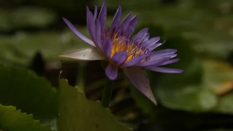Purple flower Stock Footage 104784703