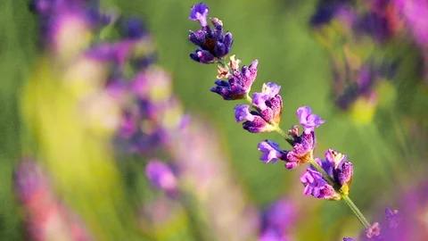 Purple Flower Stock Footage 115282231