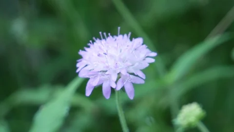 Purple Flower Video stock 115767267
