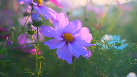 Purple flower Video stock 125462530