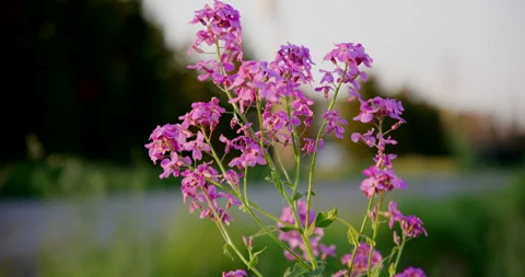 Purple flower Stock Footage 132078508