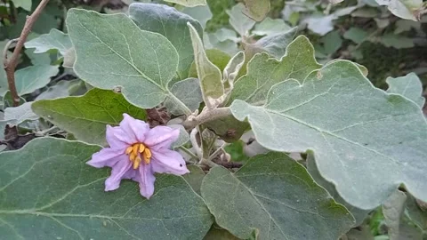 Purple flower Stock Footage 149785646