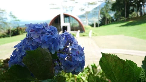 Purple flower Stock Footage 156307472