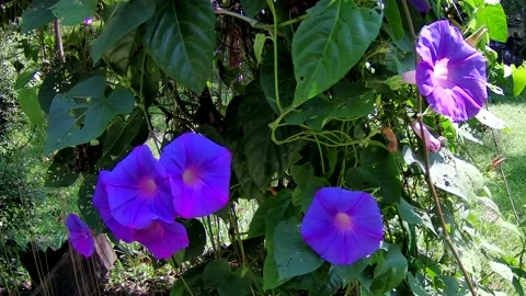 Purple flower Stock Footage 168085582