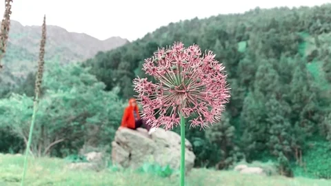 Purple flower Stock Footage 196816603