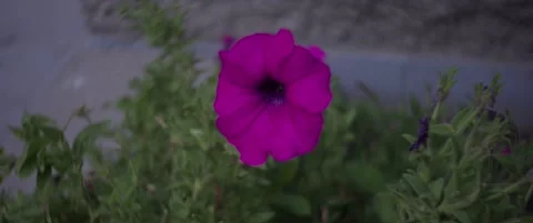 Purple Flower Stock Footage 217519519
