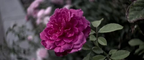 Purple Flower Stockbeeldmateriaal 217519532